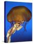 Sea Nettle Jellyfish-null-Stretched Canvas