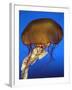 Sea Nettle Jellyfish-null-Framed Photographic Print