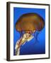 Sea Nettle Jellyfish-null-Framed Photographic Print