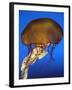 Sea Nettle Jellyfish-null-Framed Photographic Print