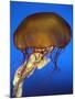 Sea Nettle Jellyfish-null-Mounted Photographic Print