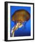 Sea Nettle Jellyfish-null-Framed Photographic Print