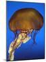 Sea Nettle Jellyfish-null-Mounted Photographic Print