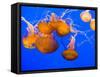 Sea Nettles, Monterey Bay Aquarium Display, Monterey, California, USA-Stuart Westmoreland-Framed Stretched Canvas