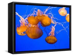 Sea Nettles, Monterey Bay Aquarium Display, Monterey, California, USA-Stuart Westmoreland-Framed Stretched Canvas