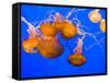 Sea Nettles, Monterey Bay Aquarium Display, Monterey, California, USA-Stuart Westmoreland-Framed Stretched Canvas