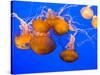 Sea Nettles, Monterey Bay Aquarium Display, Monterey, California, USA-Stuart Westmoreland-Stretched Canvas