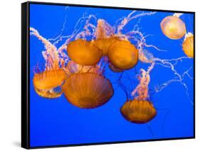 Sea Nettles, Monterey Bay Aquarium Display, Monterey, California, USA-Stuart Westmoreland-Framed Stretched Canvas