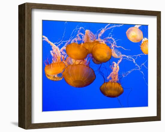 Sea Nettles, Monterey Bay Aquarium Display, Monterey, California, USA-Stuart Westmoreland-Framed Premium Photographic Print