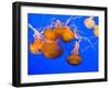 Sea Nettles, Monterey Bay Aquarium Display, Monterey, California, USA-Stuart Westmoreland-Framed Premium Photographic Print