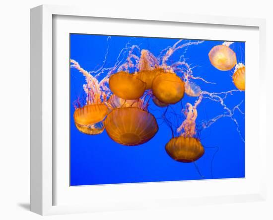 Sea Nettles, Monterey Bay Aquarium Display, Monterey, California, USA-Stuart Westmoreland-Framed Premium Photographic Print