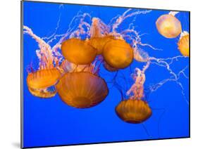 Sea Nettles, Monterey Bay Aquarium Display, Monterey, California, USA-Stuart Westmoreland-Mounted Premium Photographic Print