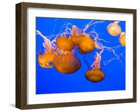 Sea Nettles, Monterey Bay Aquarium Display, Monterey, California, USA-Stuart Westmoreland-Framed Photographic Print