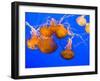Sea Nettles, Monterey Bay Aquarium Display, Monterey, California, USA-Stuart Westmoreland-Framed Photographic Print