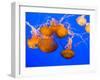 Sea Nettles, Monterey Bay Aquarium Display, Monterey, California, USA-Stuart Westmoreland-Framed Photographic Print