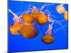 Sea Nettles, Monterey Bay Aquarium Display, Monterey, California, USA-Stuart Westmoreland-Mounted Photographic Print