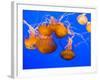 Sea Nettles, Monterey Bay Aquarium Display, Monterey, California, USA-Stuart Westmoreland-Framed Photographic Print