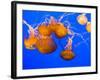 Sea Nettles, Monterey Bay Aquarium Display, Monterey, California, USA-Stuart Westmoreland-Framed Photographic Print