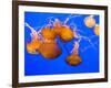 Sea Nettles, Monterey Bay Aquarium Display, Monterey, California, USA-Stuart Westmoreland-Framed Photographic Print