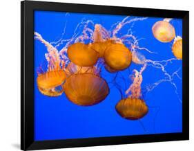 Sea Nettles, Monterey Bay Aquarium Display, Monterey, California, USA-Stuart Westmoreland-Framed Photographic Print