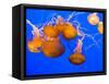 Sea Nettles, Monterey Bay Aquarium Display, Monterey, California, USA-Stuart Westmoreland-Framed Stretched Canvas