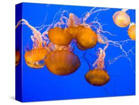 Sea Nettles, Monterey Bay Aquarium Display, Monterey, California, USA-Stuart Westmoreland-Stretched Canvas