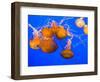 Sea Nettles, Monterey Bay Aquarium Display, Monterey, California, USA-Stuart Westmoreland-Framed Photographic Print