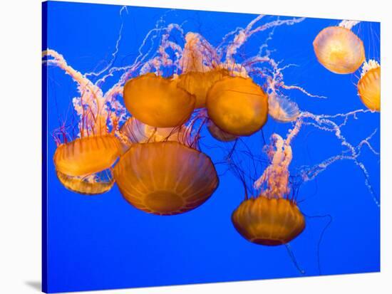 Sea Nettles, Monterey Bay Aquarium Display, Monterey, California, USA-Stuart Westmoreland-Stretched Canvas