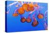 Sea Nettles, Monterey, California, Usa-Russ Bishop-Stretched Canvas