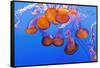 Sea Nettles, Monterey, California, Usa-Russ Bishop-Framed Stretched Canvas