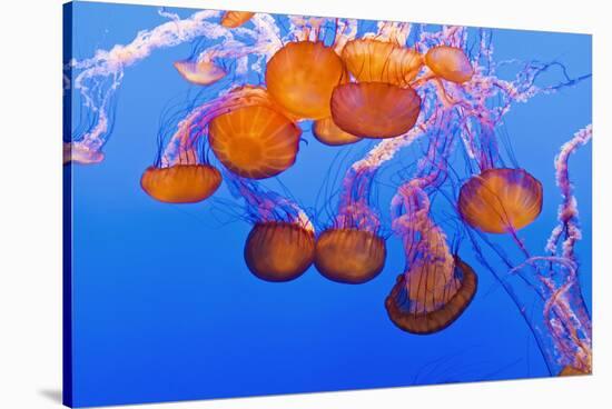 Sea Nettles, Monterey, California, Usa-Russ Bishop-Stretched Canvas