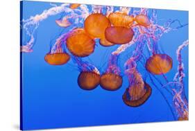 Sea Nettles, Monterey, California, Usa-Russ Bishop-Stretched Canvas