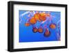 Sea Nettles, Monterey, California, Usa-Russ Bishop-Framed Photographic Print