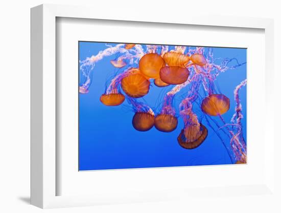 Sea Nettles, Monterey, California, Usa-Russ Bishop-Framed Photographic Print