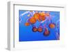 Sea Nettles, Monterey, California, Usa-Russ Bishop-Framed Photographic Print