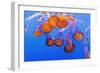 Sea Nettles, Monterey, California, Usa-Russ Bishop-Framed Photographic Print