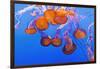 Sea Nettles, Monterey, California, Usa-Russ Bishop-Framed Photographic Print