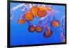 Sea Nettles, Monterey, California, Usa-Russ Bishop-Framed Photographic Print