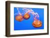 Sea Nettles, Monterey, California, Usa-Russ Bishop-Framed Photographic Print