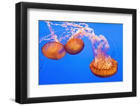 Sea Nettles, Monterey, California, Usa-Russ Bishop-Framed Photographic Print