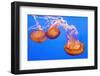 Sea Nettles, Monterey, California, Usa-Russ Bishop-Framed Photographic Print