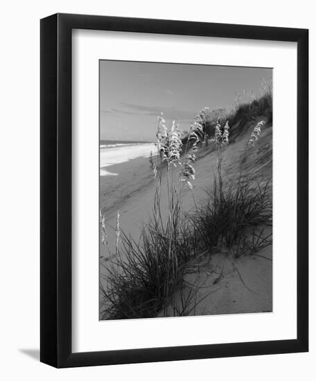 Sea Oat Sparkle-Eve Turek-Framed Art Print