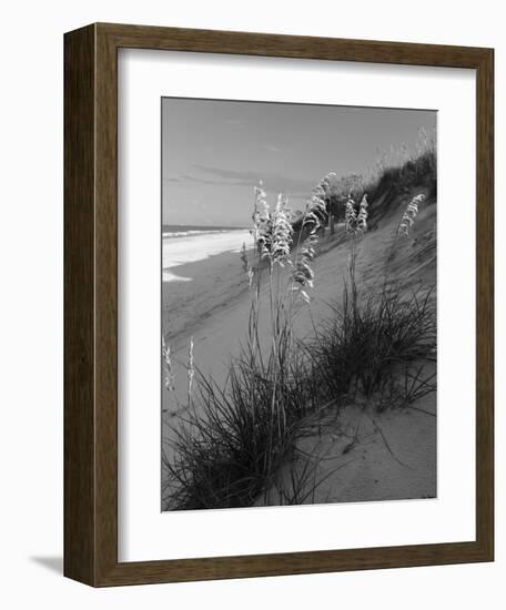 Sea Oat Sparkle-Eve Turek-Framed Art Print