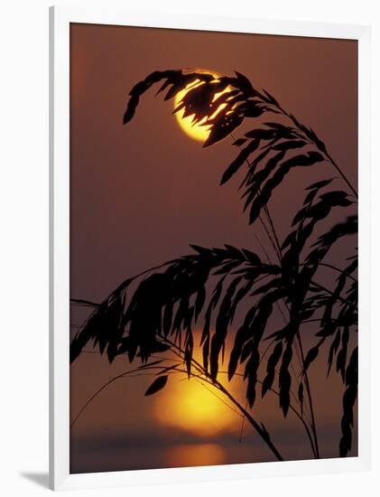 Sea Oats at Sunrise, Tybee Island, Georgia, USA-Joanne Wells-Framed Photographic Print