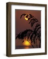 Sea Oats at Sunrise, Tybee Island, Georgia, USA-Joanne Wells-Framed Photographic Print