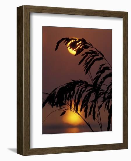 Sea Oats at Sunrise, Tybee Island, Georgia, USA-Joanne Wells-Framed Photographic Print