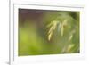 Sea Oats Grass-Cora Niele-Framed Photographic Print