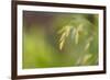 Sea Oats Grass-Cora Niele-Framed Photographic Print