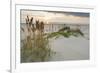 Sea Oats on Gulf of Mexico at South Padre Island, Texas, USA-Larry Ditto-Framed Photographic Print