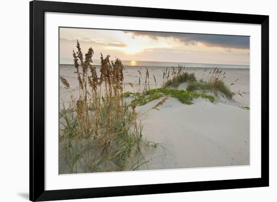 Sea Oats on Gulf of Mexico at South Padre Island, Texas, USA-Larry Ditto-Framed Photographic Print